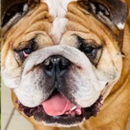Bulldogs from Bulldogs den