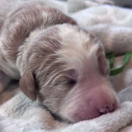 Green - Red female Bernedoodle puppy in Toledo, Ohio from Avery Doodle Day LLC