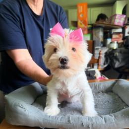 Gidget - Chocolate, tan and white female Yorkshire Terrier puppy in Bear Creek, North Carolina from Lizzy's Three Studs