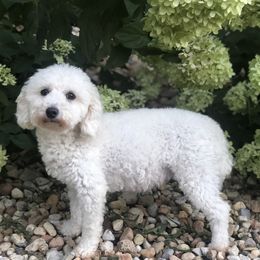 Poodles from Elsa’s Mini Poodles