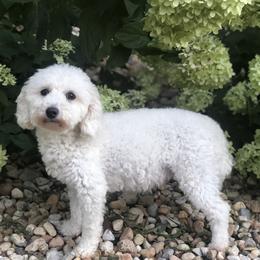 Poodles from Elsa’s Mini Poodles