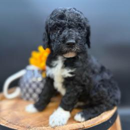 Alladin - Black male Goldendoodle puppy in Hayden, Alabama from Agape Southern Farms