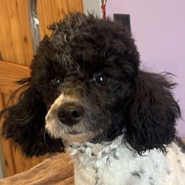 Poodles and Yorkshire Terriers from Friddles Countryside
