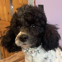 Poodles and Yorkshire Terriers from Friddles Countryside
