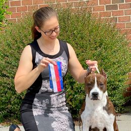 Roxette - American Staffordshire Terrier