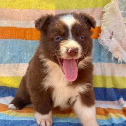 Red bi female - Red & white female Miniature Australian Shepherd puppy in Lemon Cove, California from Magic Ranch Mini Aussies