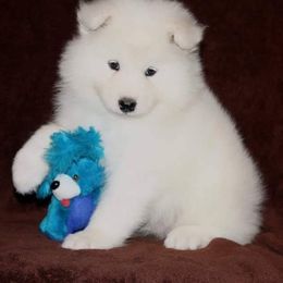 Samoyed Puppies from SnoDen's Samoyeds