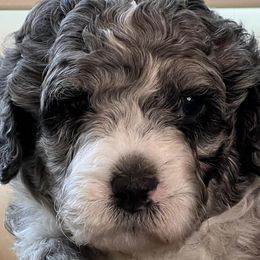 Bernedoodles and Sheepadoodles from Doo Dah Doodle Pups