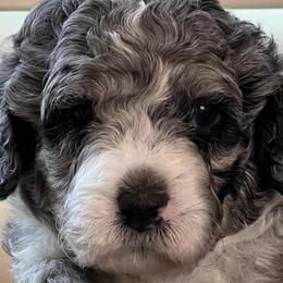 Bernedoodles and Sheepadoodles from Doo Dah Doodle Pups