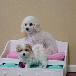 Poodle Puppies from Teacup & Toy Poodles