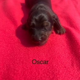 Dachshund Puppies from Dachshunds of Tales