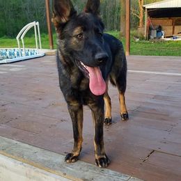 German Shepherd All Grown Up from K.A.K’s German Shepherds of Cove Creek