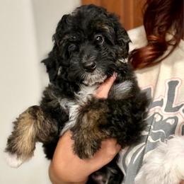 Grey collar toy - Black tri-color male Aussiedoodle puppy in 32046, Florida from River Hill Ranch