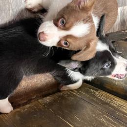 Gunner - Liver and white male Cardigan Welsh Corgi puppy in Crystal River, Florida from Coopers Korner