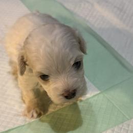 Havanese from Honey-Bee Home Havanese