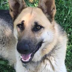 Berger Blanc Suisses and German Shepherds from Shephards Farm