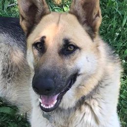 Berger Blanc Suisses and German Shepherds from Shephards Farm