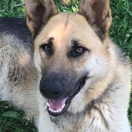 Berger Blanc Suisses and German Shepherds from Shephards Farm
