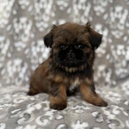 Hyde - Gold male Shih Tzu puppy in Shawnee, Oklahoma from Black Velvet Shih Tzu