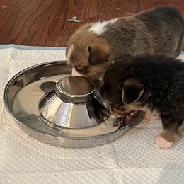 Pembroke Welsh Corgi Puppies from C2Corgis