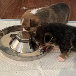 Pembroke Welsh Corgi Puppies from C2Corgis