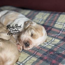 Biscuit - Buff and white male Cocker Spaniel puppy in Nashville, Arkansas from Rocky Road Puppies