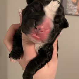 Girl 2 - Boxer puppy in Henderson, Tennessee from Vom Broadvalley