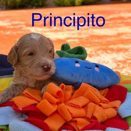Principito - Caramel male Australian Labradoodle puppy in Alamo, Texas from QuiSal Labradoodles