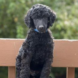 Bauble - Blue Collar - Black male Poodle puppy in Eugene, Oregon from Mount Zion Kennels