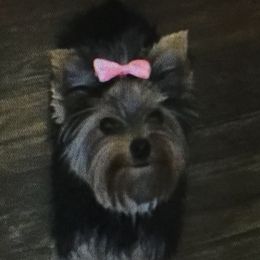 Clamitie - Yorkshire Terrier