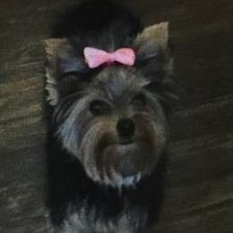 Clamitie - Yorkshire Terrier