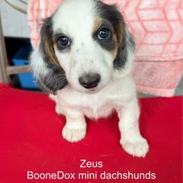 Boy 2 - Blue and tan male Dachshund puppy in Lexington, Oklahoma from Terry's Dachshunds (BooneDox Mini Dachshunds)