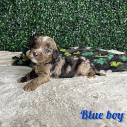 Blue boy - Blue merle male Bernedoodle puppy in Modesto, California from Two Doods Doodles
