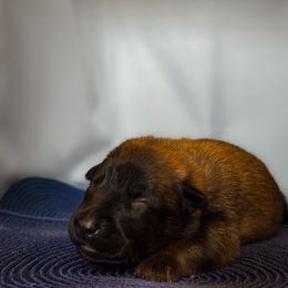 Belgian Malinois Puppies from Fromage Malinois