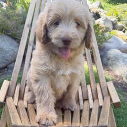 Airy - Caramel red male Australian Labradoodle puppy in Upland, California from Kings Labradoodles