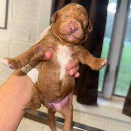 Pink Collar - Red  female Goldendoodle puppy in Winchester, Tennessee from Mahaffey’s Doodles