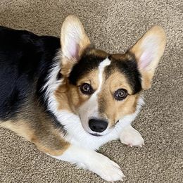 Pembroke Welsh Corgis from CorgiholicsAz
