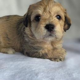 Phoebe ( burgundy ) - Merle female Schnoodle puppy in Novinger, Missouri from Stormi Sky Schnoodles