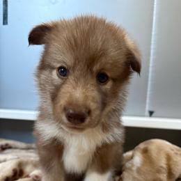 Boy 2 - male Native American Indian Dog puppy in Granby, Colorado from Turtle Island NAIDs
