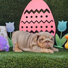 Lilo - Lilac tri-color female Bulldog puppy in Hialeah, Florida from Charliejbulldogs