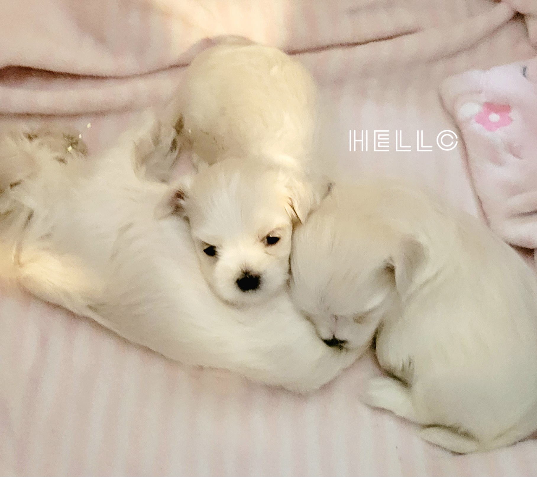 Maltese Puppies from MaltesePark