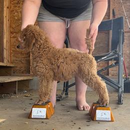 Poodle Puppies from Pawsable Prospects