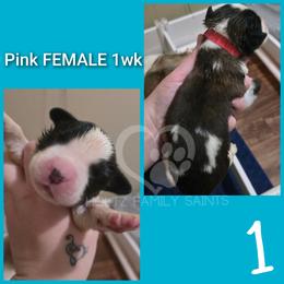 Pink female - White and brown female Saint Bernard puppy in Kaukauna, Wisconsin from Holtz Family Saints