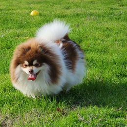 Dallas - Pomeranian puppy from Mountain Mama's Poms