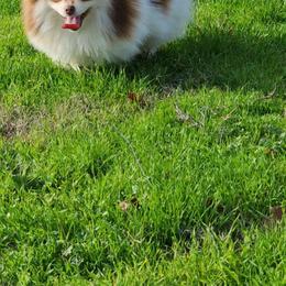 Dallas - Pomeranian puppy from Mountain Mama's Poms