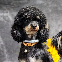Zeus - Poodle