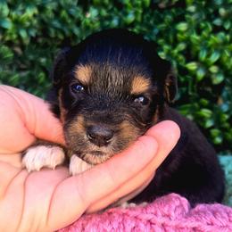 Miss Aura - Black tri female Toy Australian Shepherd puppy in Dolan Springs, Arizona from High Desert Companions
