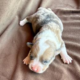 Hank - Red merle and white male American Corgi puppy in Stillwater, Oklahoma from Steele Family Farms
