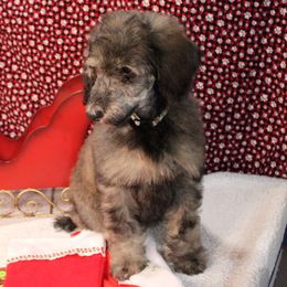 Asiago - Sable male Poodle puppy in Peyton, Co, Usa, Colorado from Peyton Poodles
