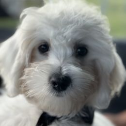 Maltipoo Puppies from Eleven:11 Kennels